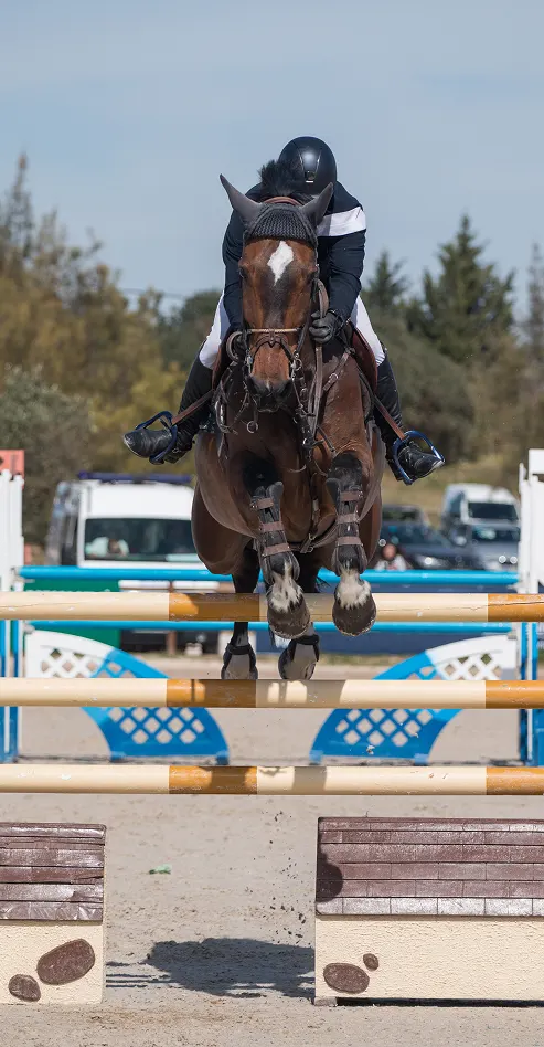 Cavalier et cheval en plein saut par-dessus une haie lors d'une compétition, faisant preuve de concentration et d'attention. Les arbres et les véhicules sont flous à l'arrière-plan.